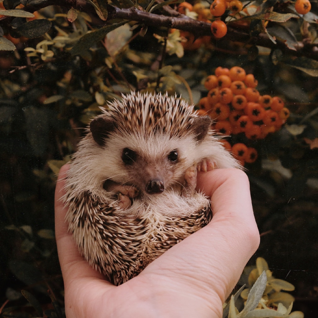 Cute hedgehog